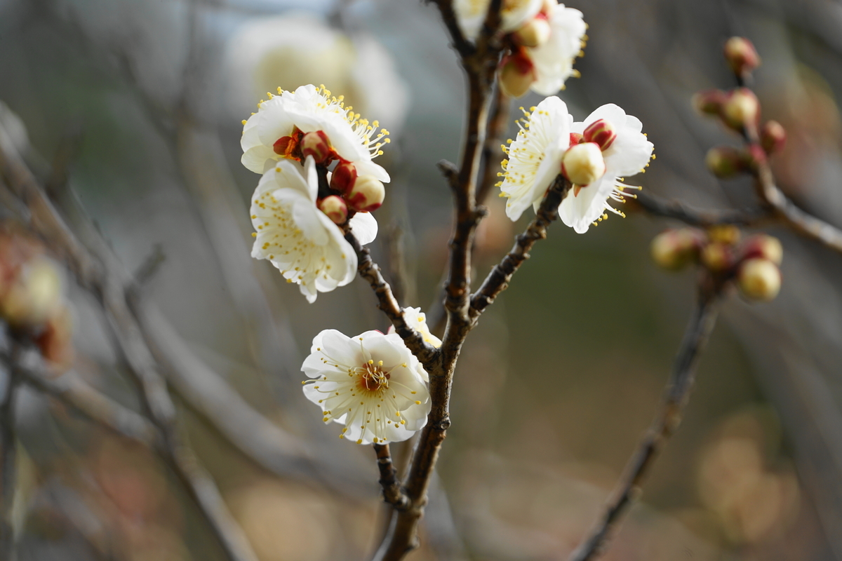 f:id:shigeo-t:20220115170754j:plain
