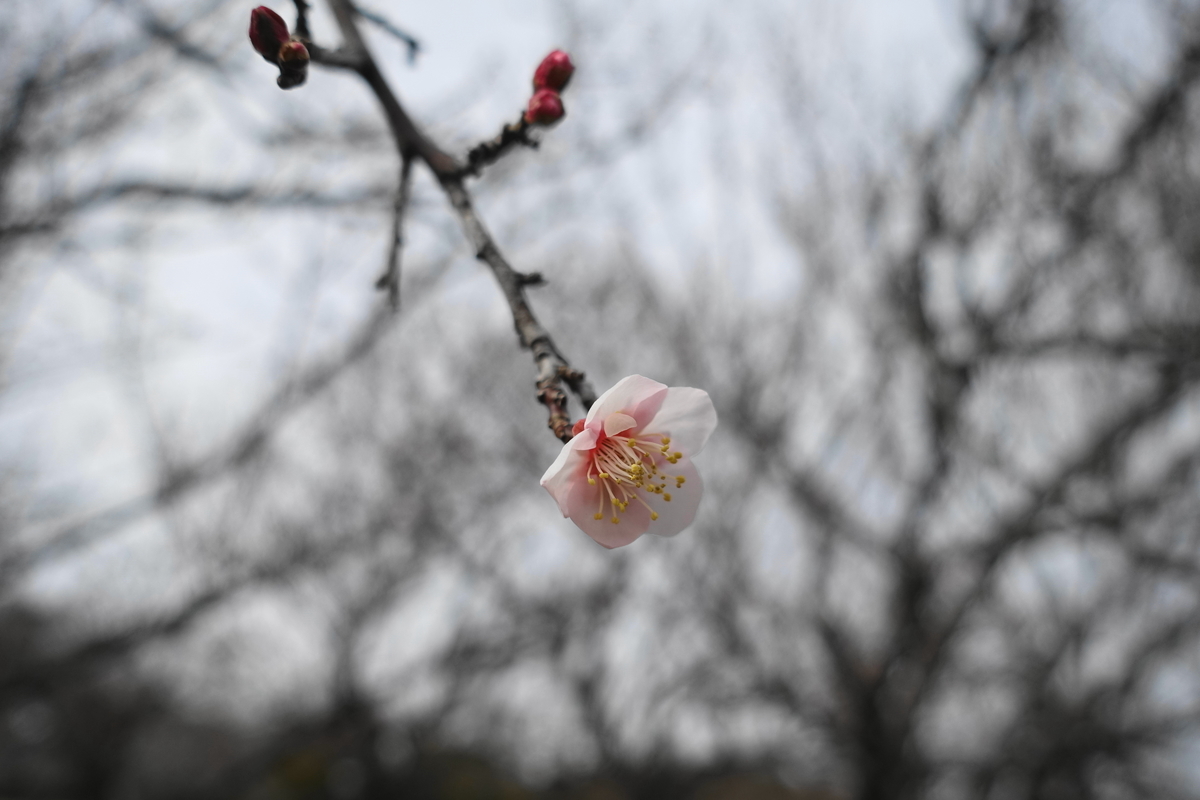 f:id:shigeo-t:20220115170804j:plain