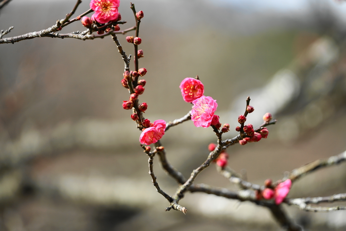 f:id:shigeo-t:20220115170827j:plain