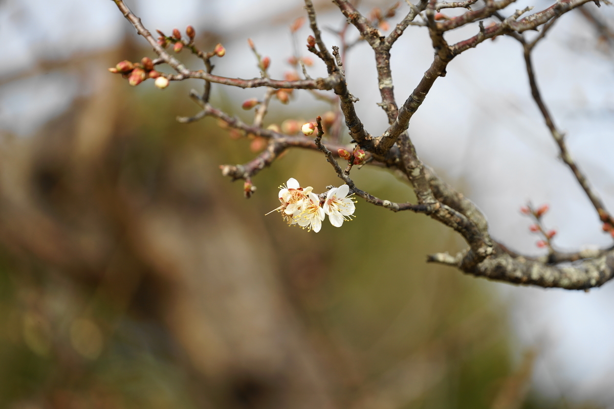 f:id:shigeo-t:20220115171843j:plain