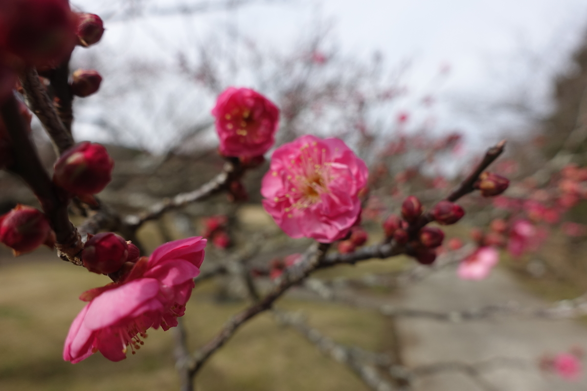 f:id:shigeo-t:20220115171854j:plain