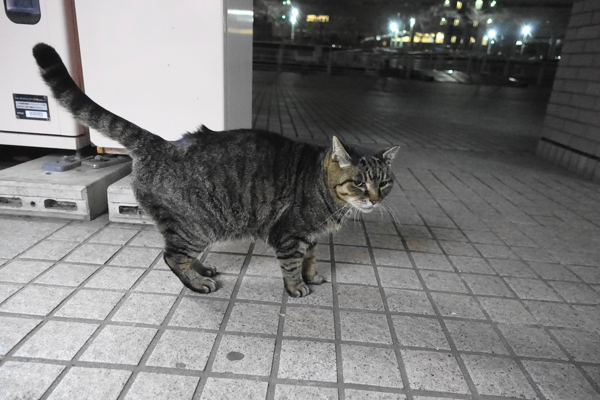 f:id:shigeo-t:20220116101734j:plain