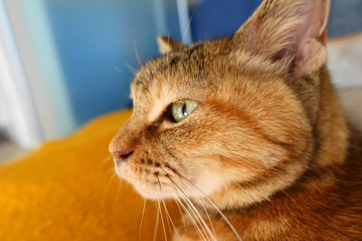 f:id:shigeo-t:20220118121906j:plain