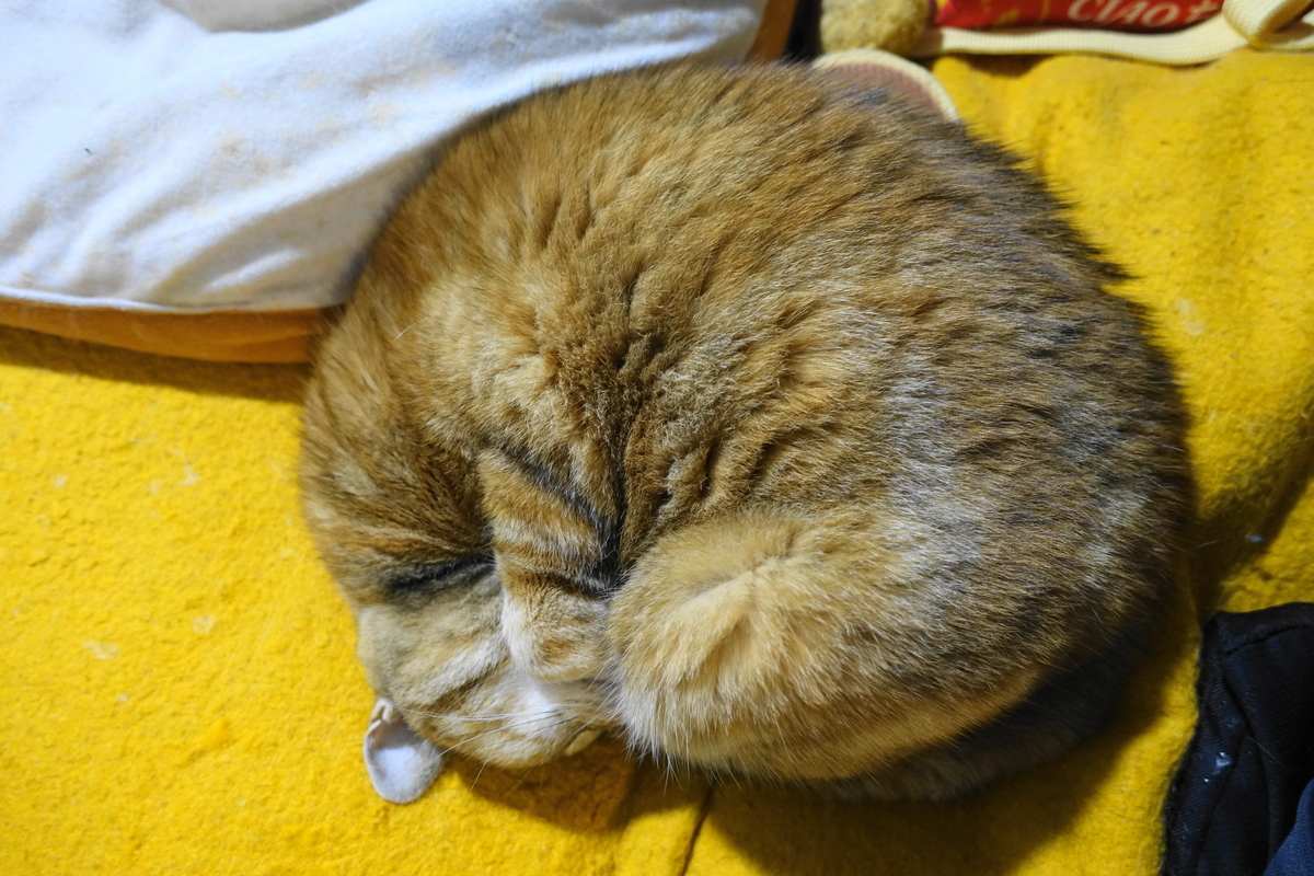 f:id:shigeo-t:20220118122137j:plain