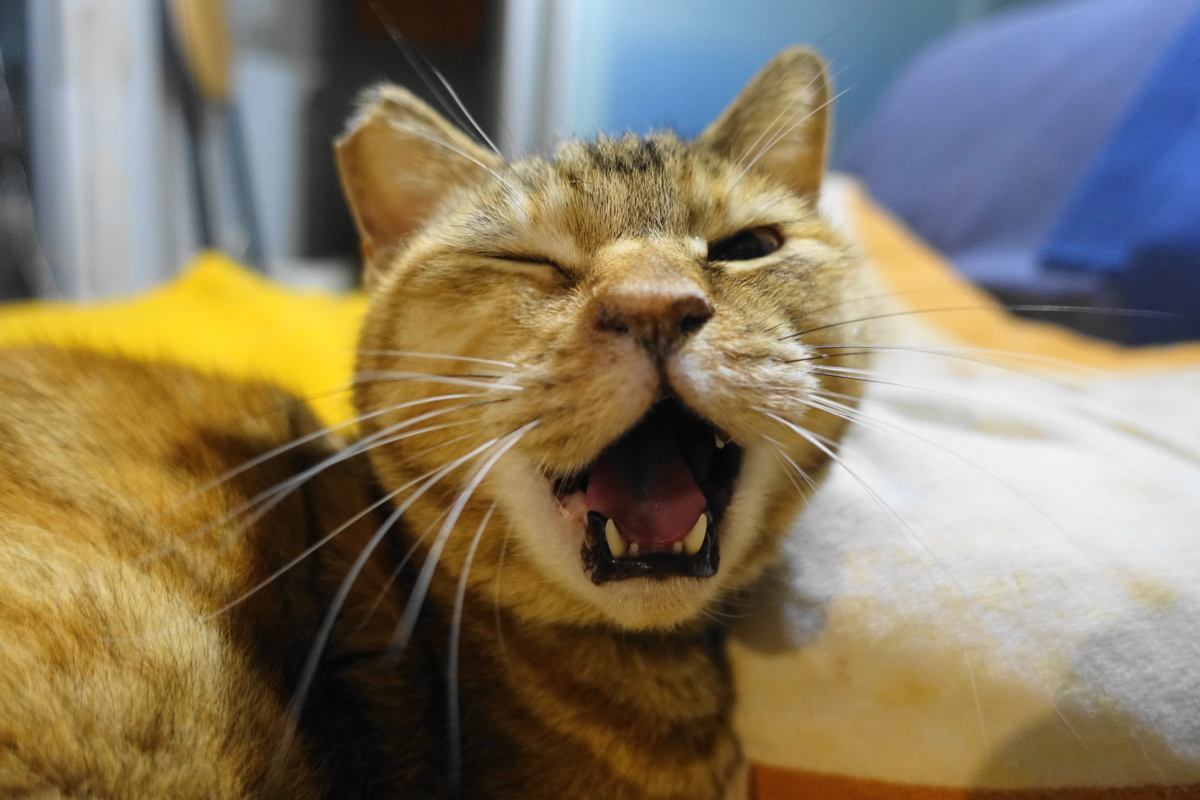 f:id:shigeo-t:20220118122312j:plain