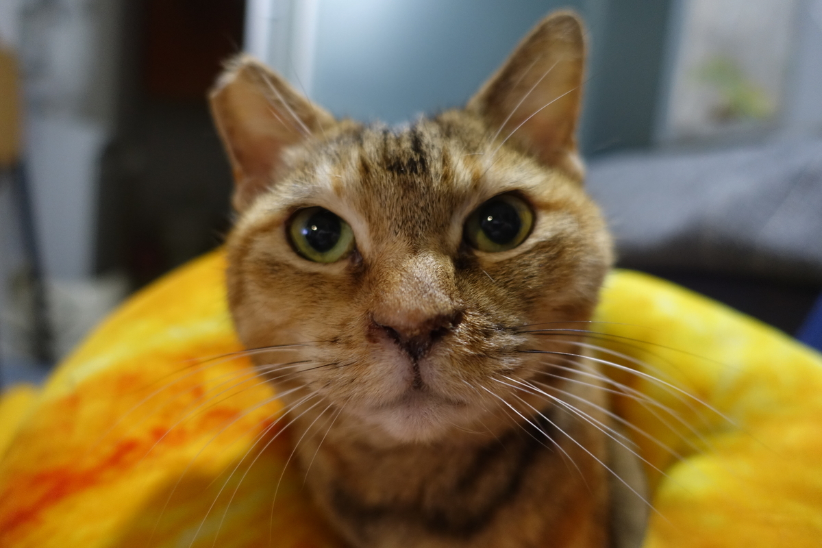 f:id:shigeo-t:20220118122658j:plain