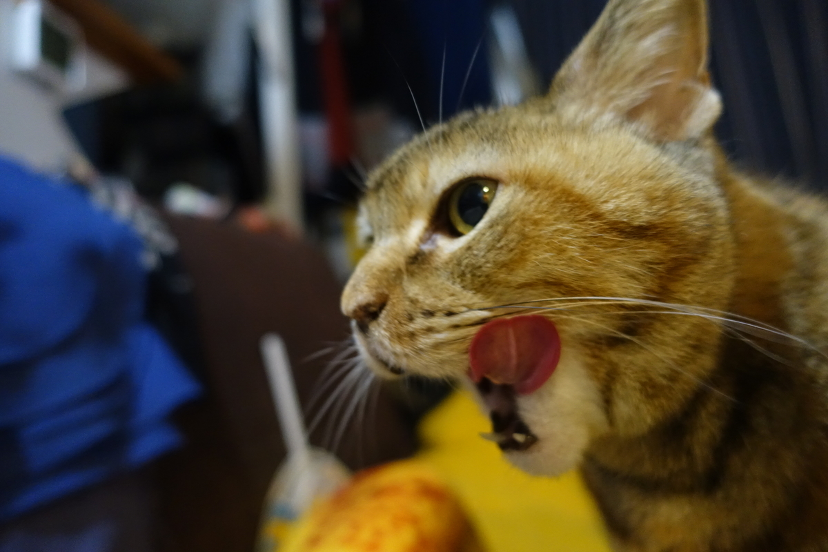 f:id:shigeo-t:20220118122739j:plain