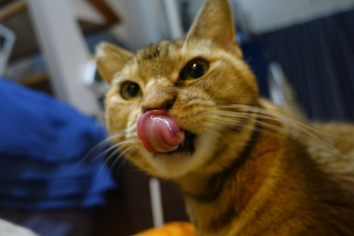 f:id:shigeo-t:20220118122749j:plain