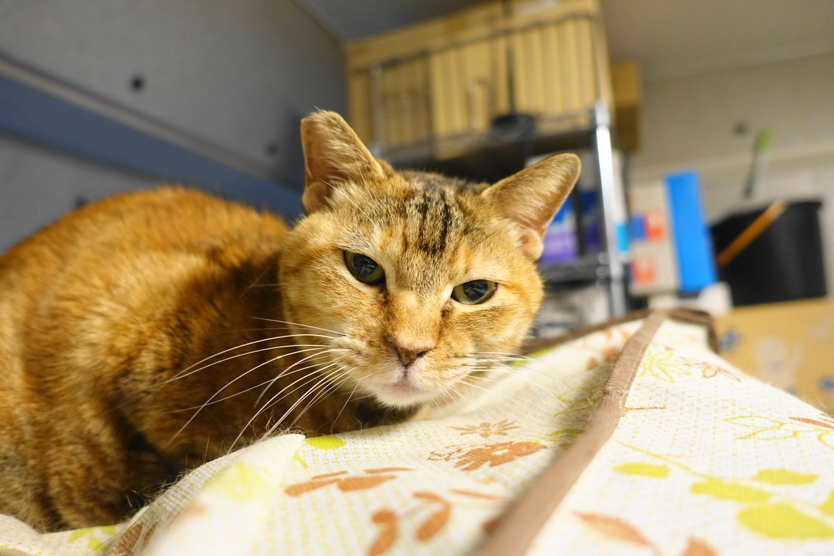 f:id:shigeo-t:20220120110455j:plain