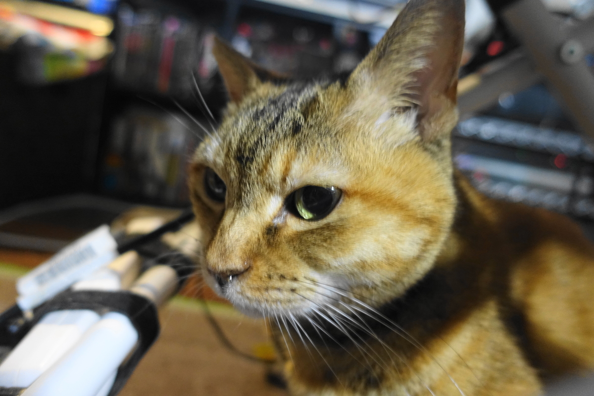 f:id:shigeo-t:20220123091225j:plain