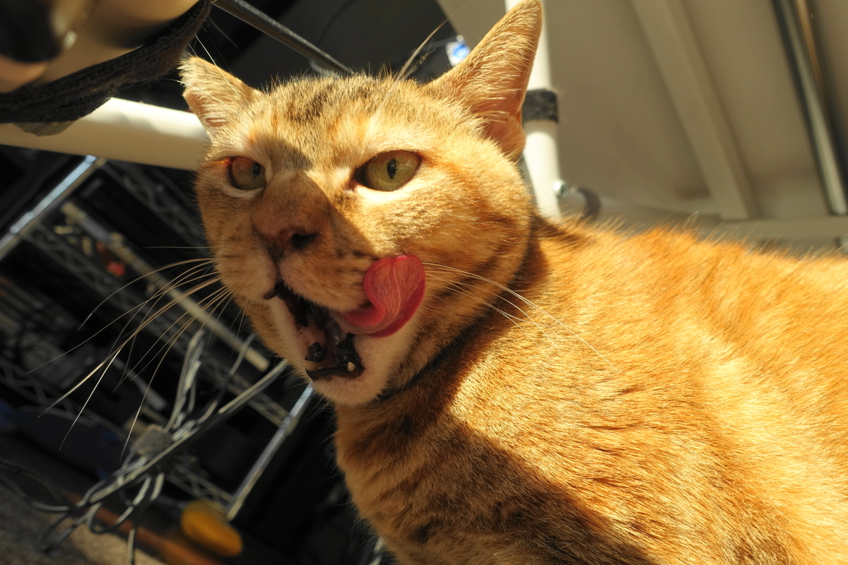 f:id:shigeo-t:20220123091307j:plain