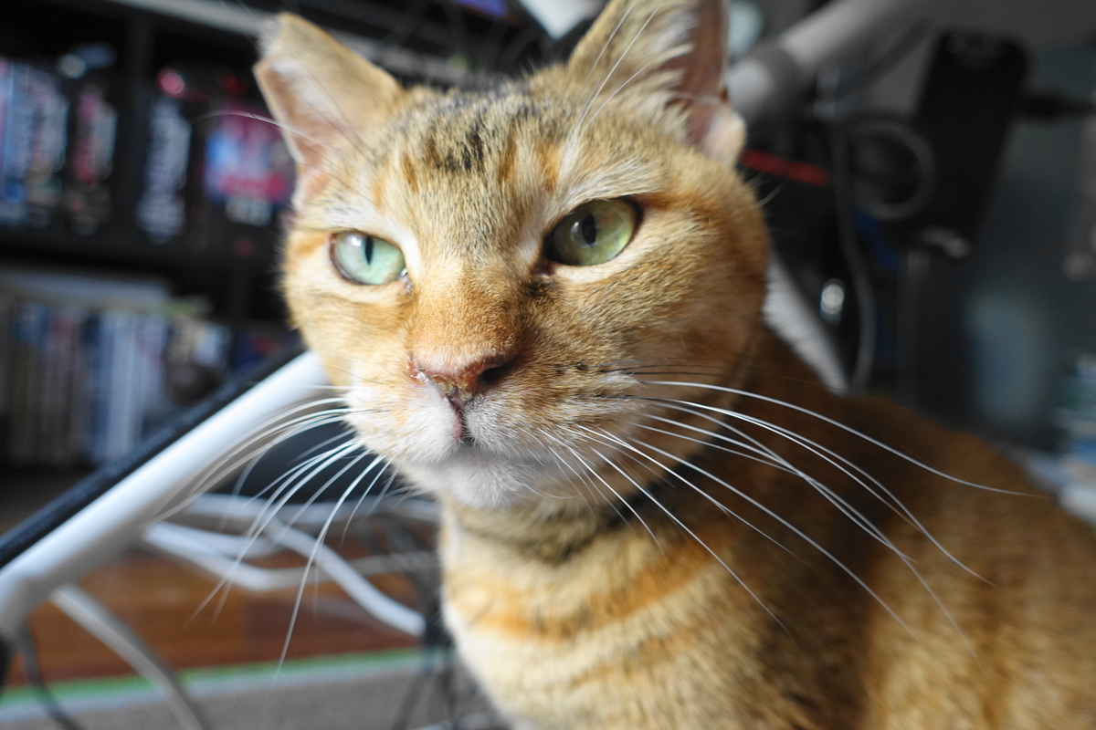 f:id:shigeo-t:20220123091417j:plain