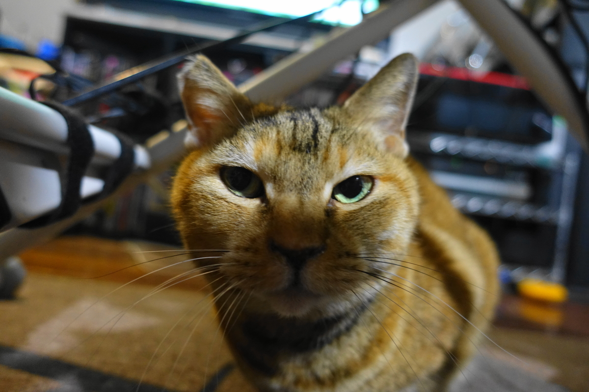 f:id:shigeo-t:20220123091611j:plain