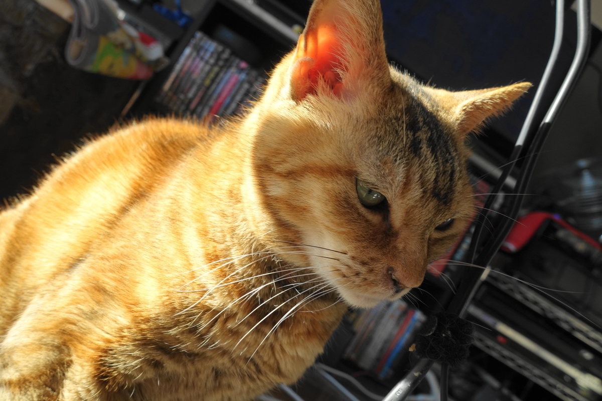 f:id:shigeo-t:20220123091719j:plain