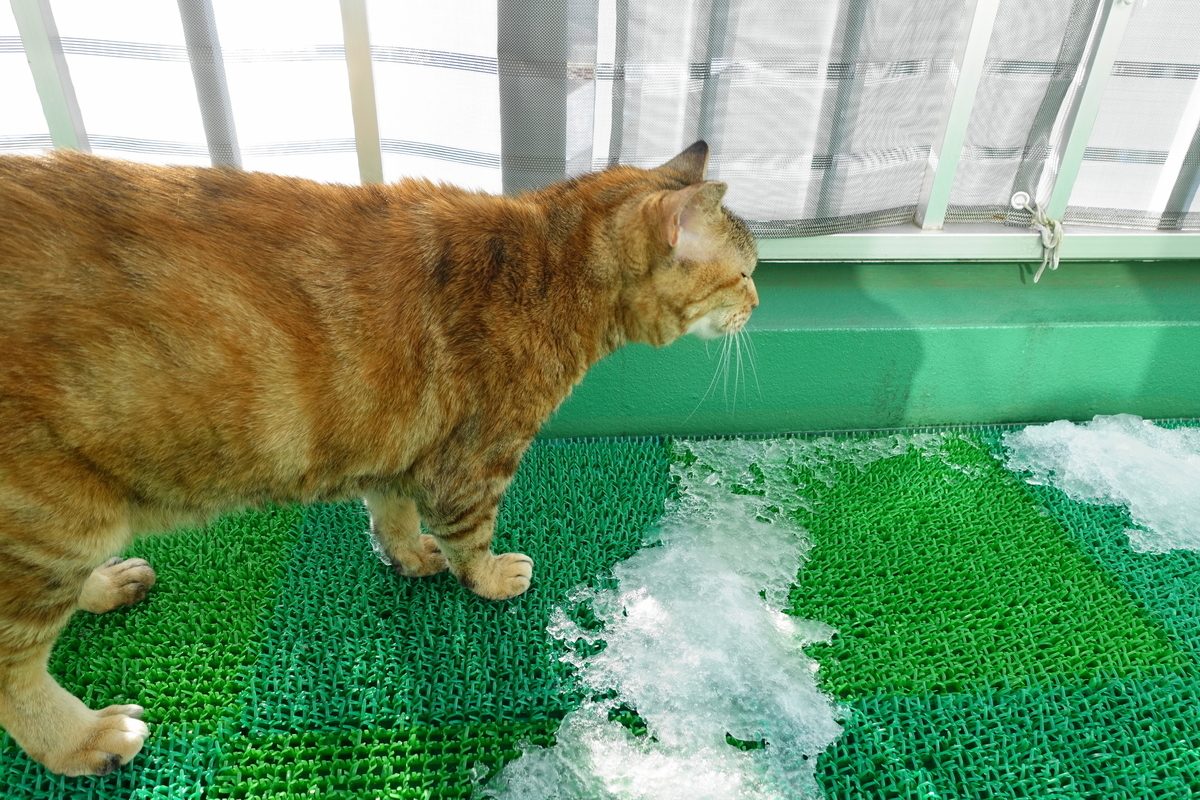 f:id:shigeo-t:20220123091937j:plain