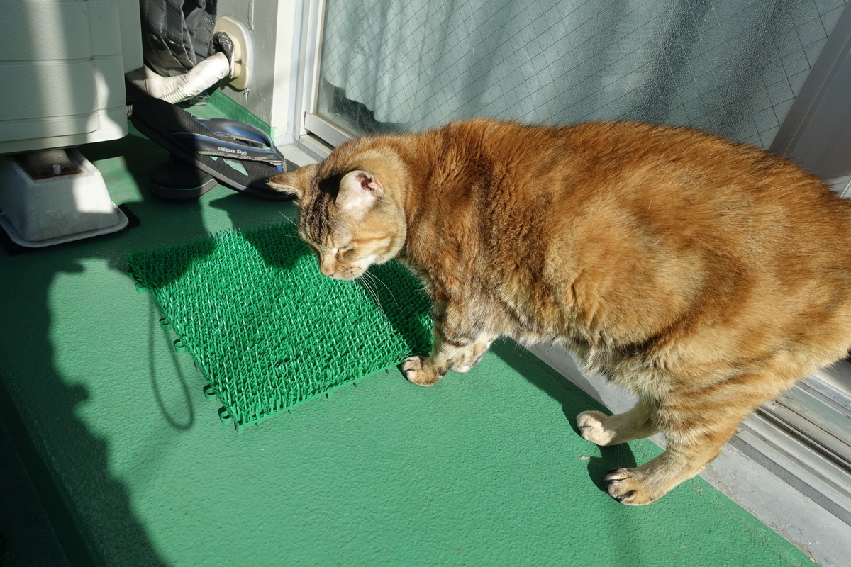 f:id:shigeo-t:20220123092141j:plain