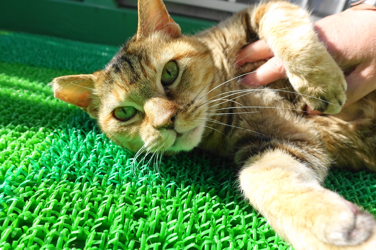 f:id:shigeo-t:20220123092217j:plain