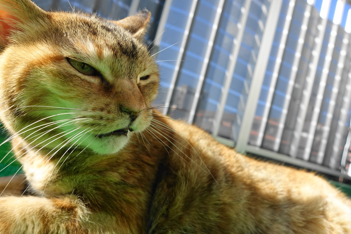 f:id:shigeo-t:20220123092230j:plain