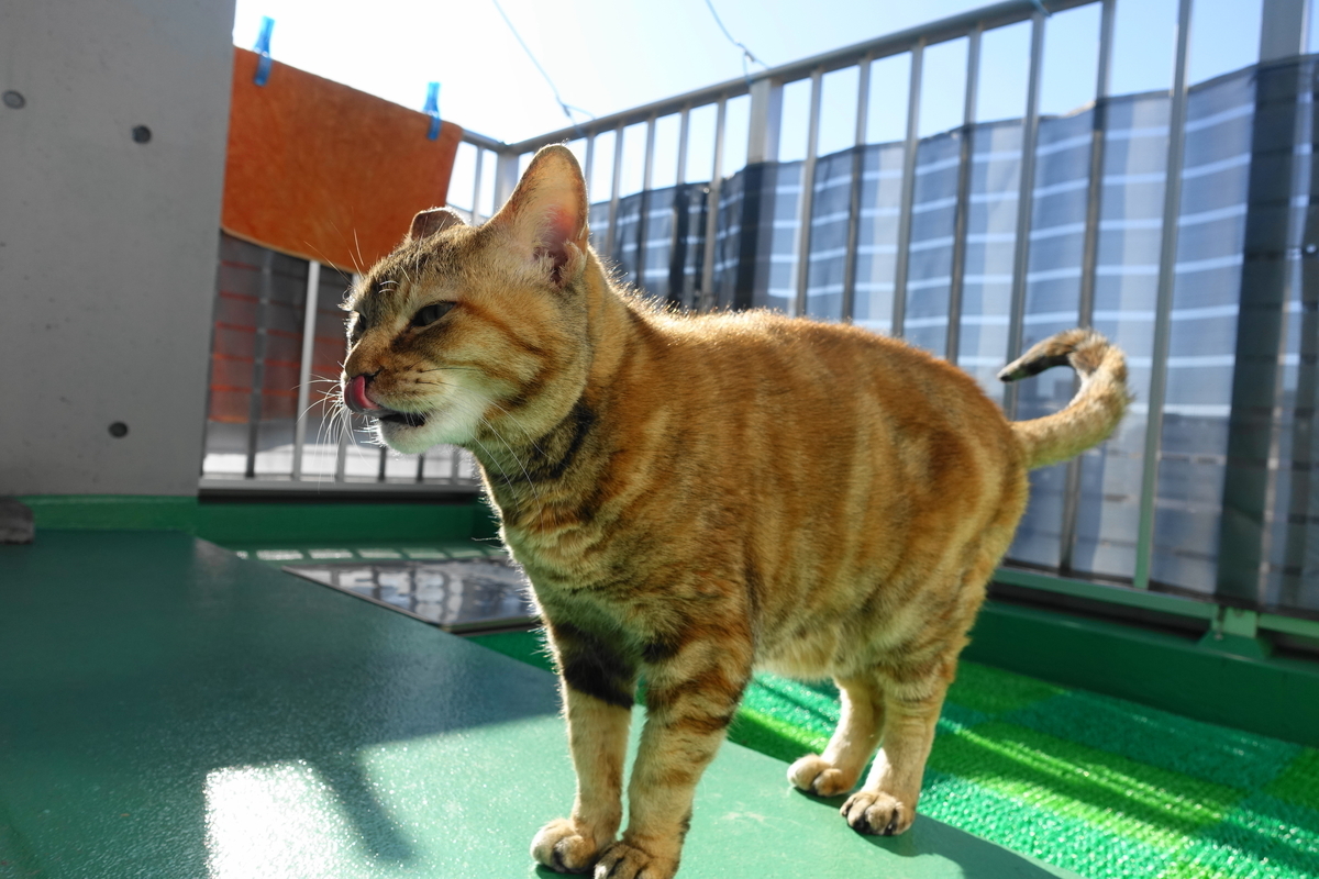 f:id:shigeo-t:20220123092304j:plain