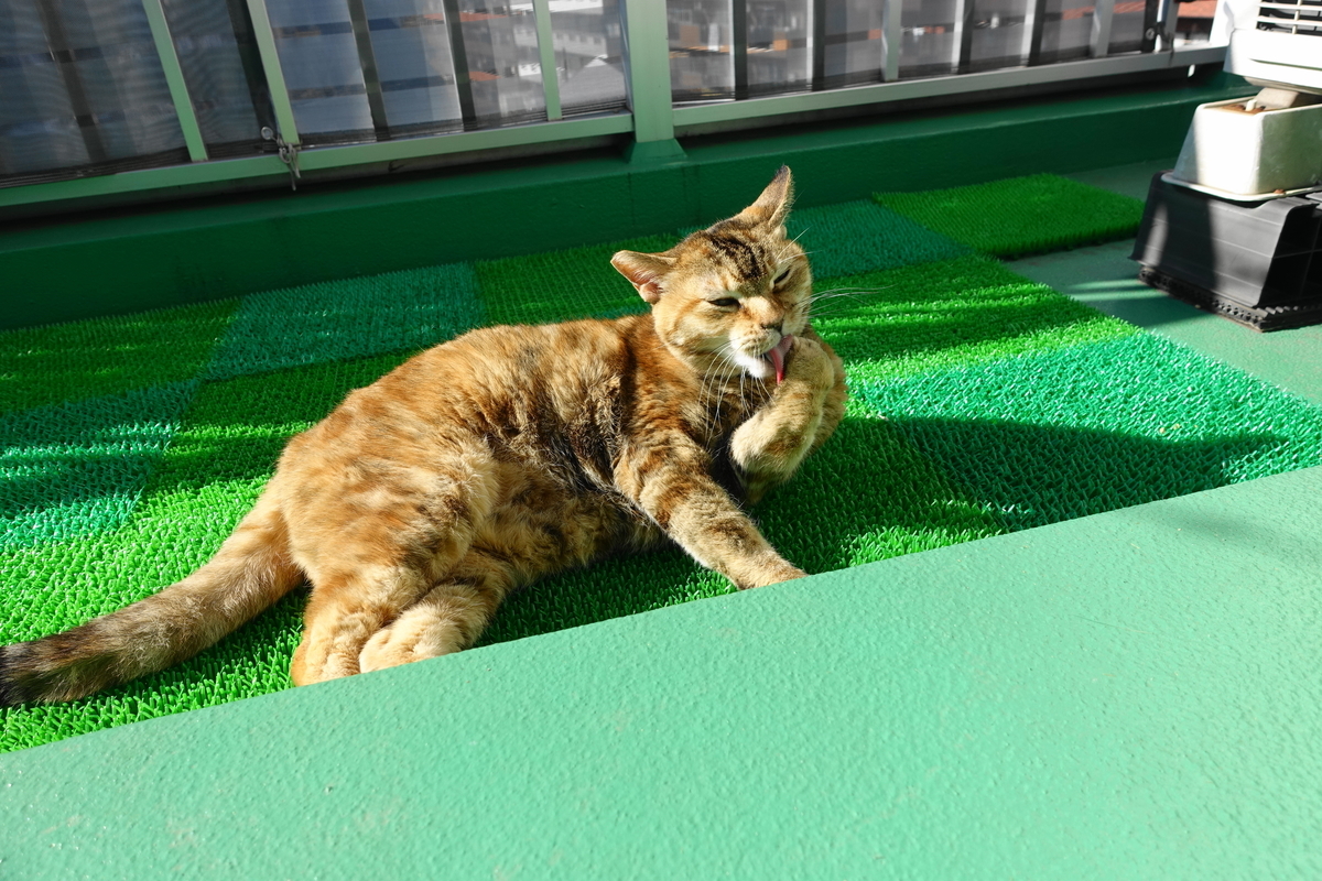 f:id:shigeo-t:20220123092409j:plain