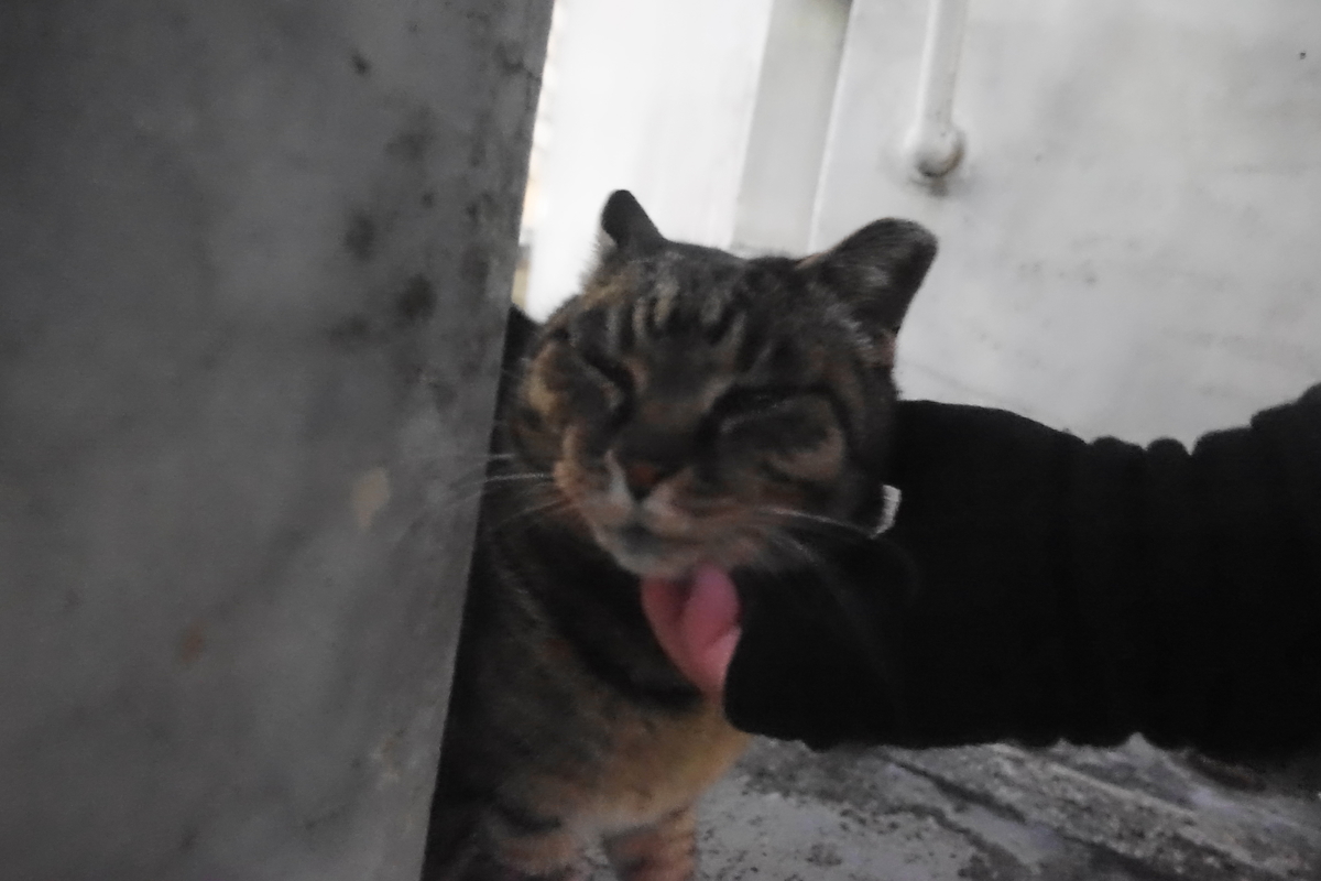 f:id:shigeo-t:20220131093231j:plain