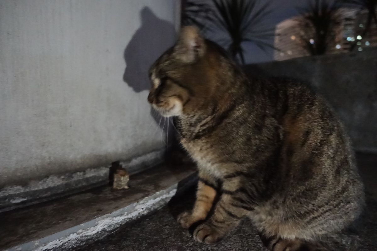 f:id:shigeo-t:20220131095228j:plain