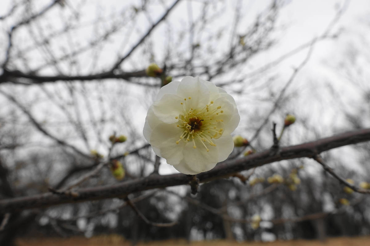f:id:shigeo-t:20220219115936j:plain