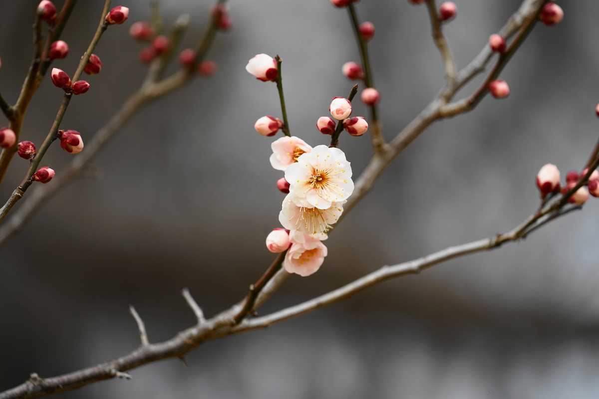 f:id:shigeo-t:20220219120054j:plain