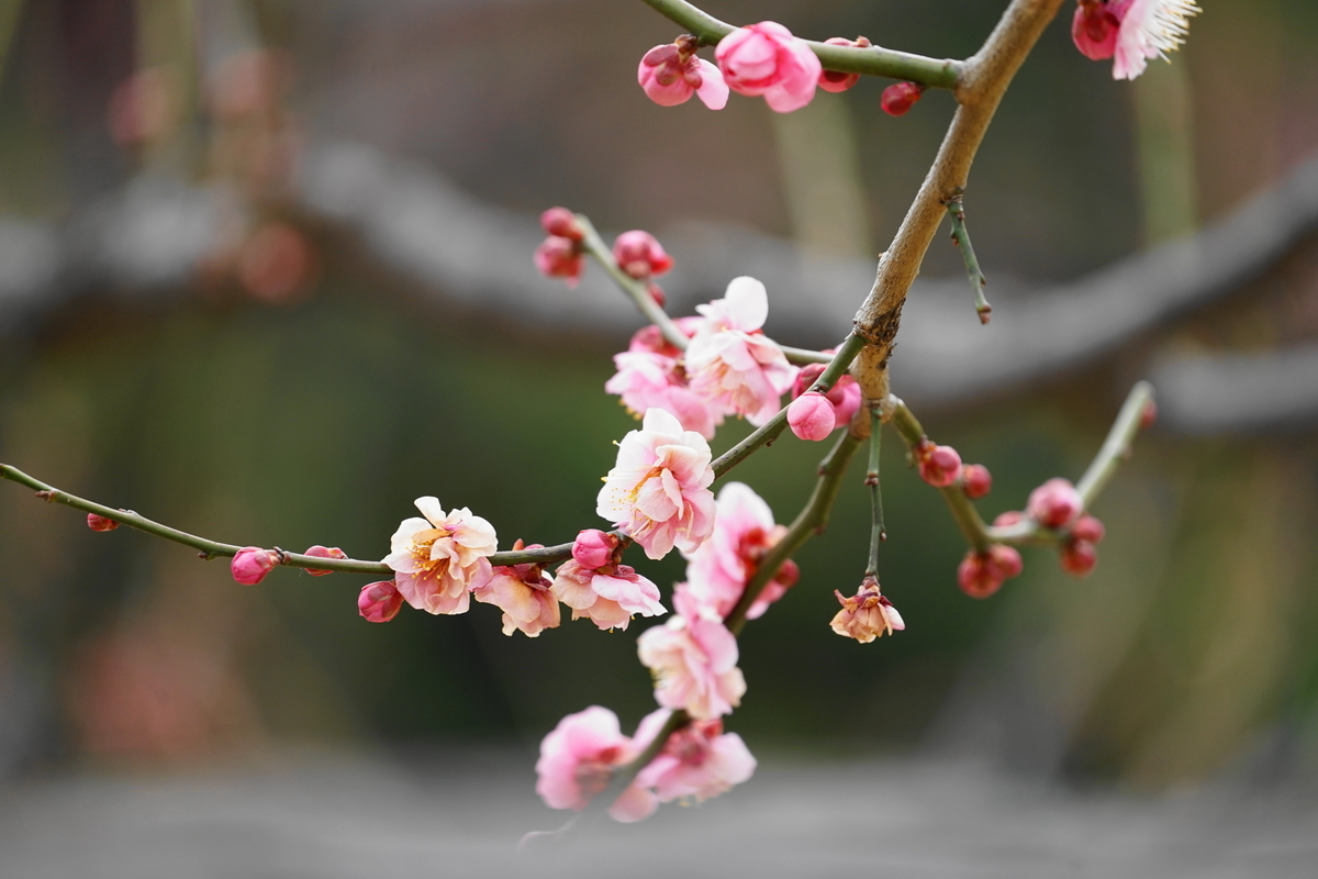 f:id:shigeo-t:20220219120136j:plain