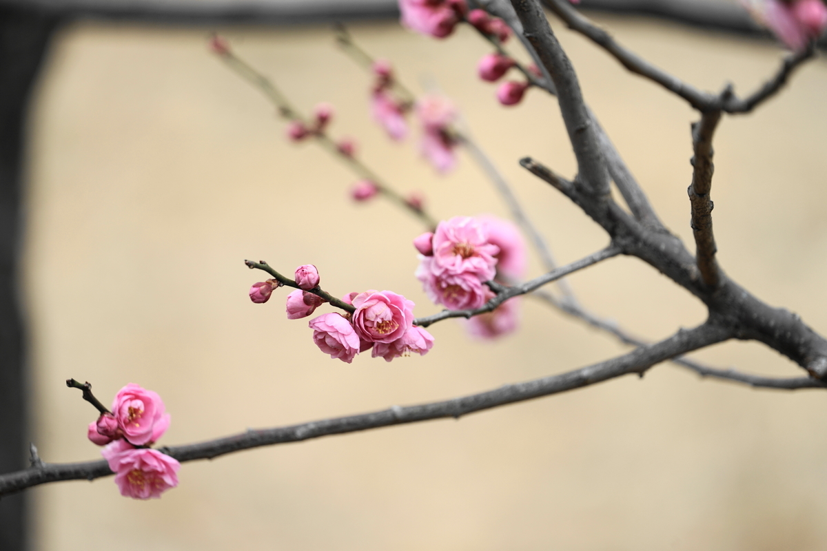 f:id:shigeo-t:20220219120153j:plain