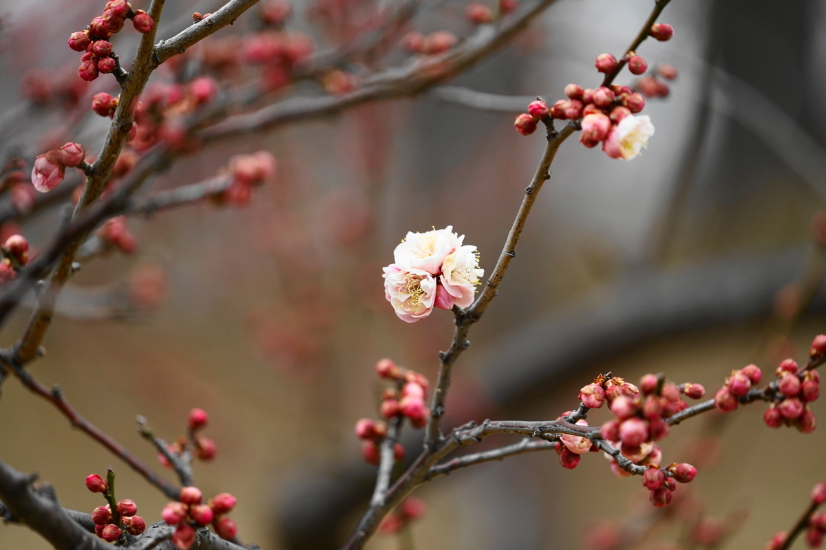 f:id:shigeo-t:20220219120311j:plain