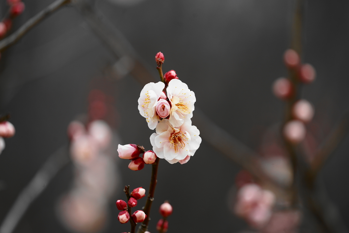 f:id:shigeo-t:20220219120617j:plain