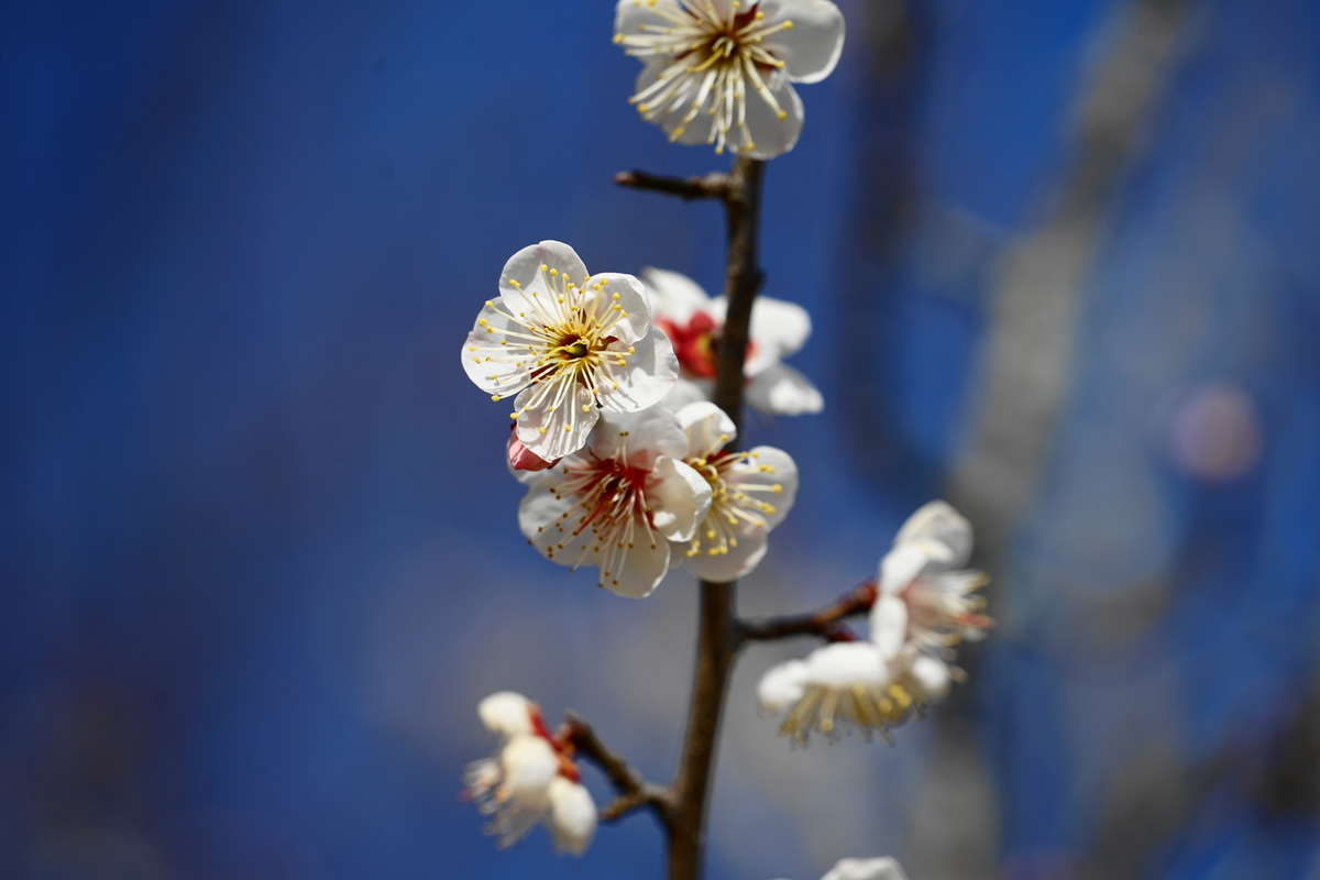 f:id:shigeo-t:20220223143310j:plain