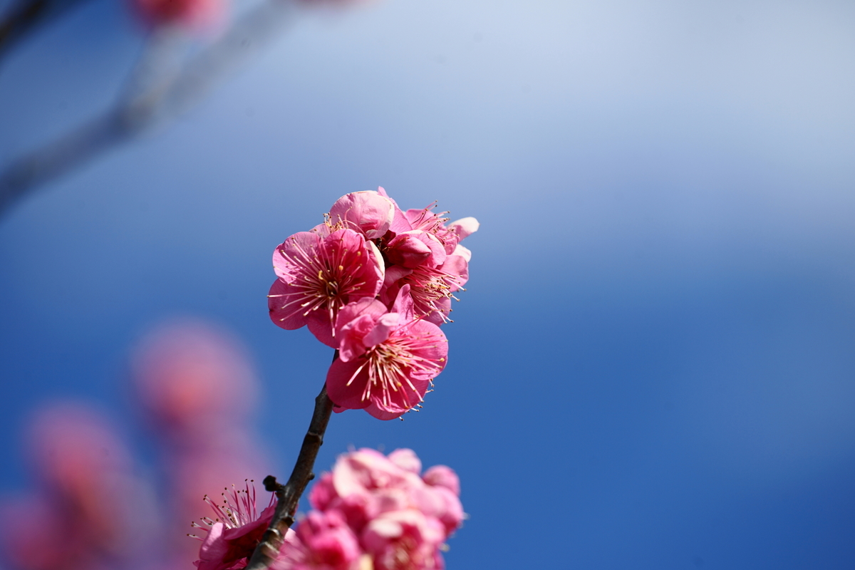 f:id:shigeo-t:20220223143321j:plain