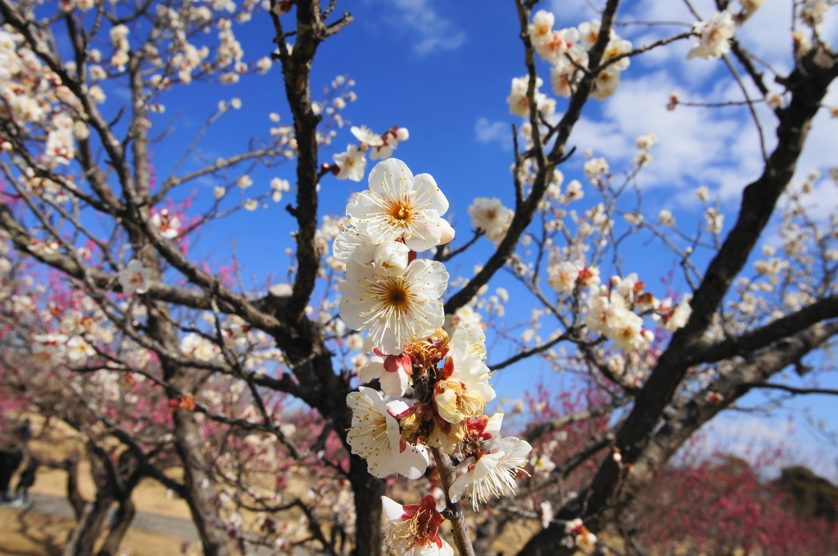 f:id:shigeo-t:20220223143410j:plain