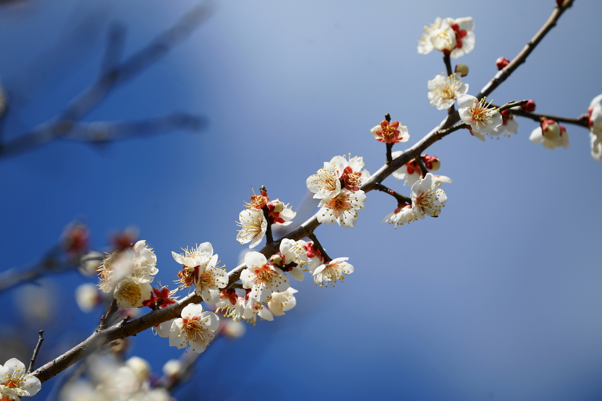 f:id:shigeo-t:20220223143910j:plain