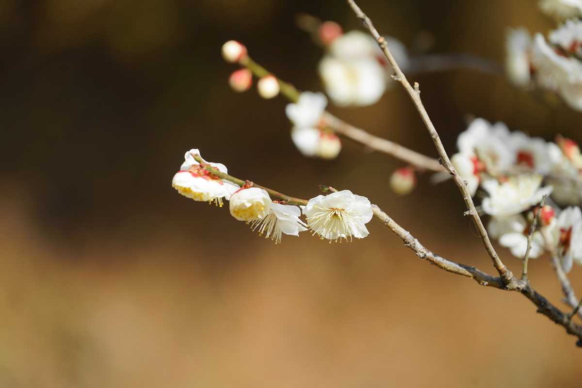 f:id:shigeo-t:20220223144002j:plain