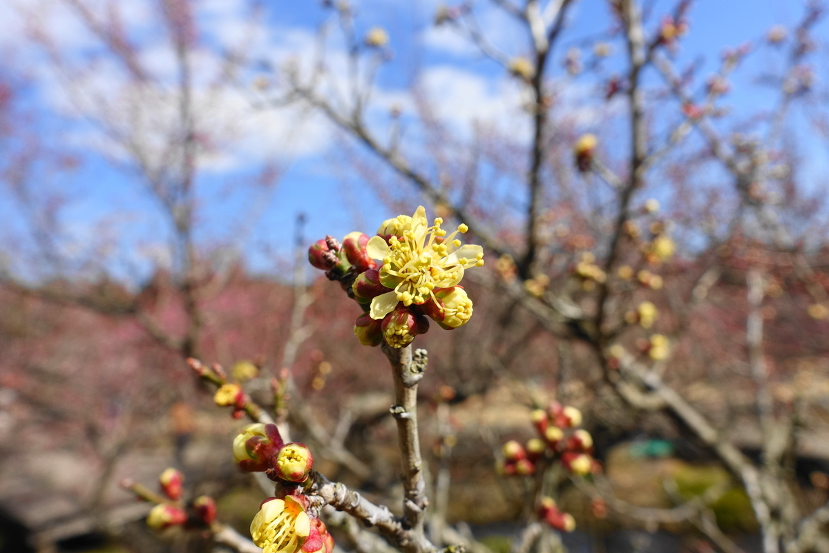 f:id:shigeo-t:20220223144527j:plain