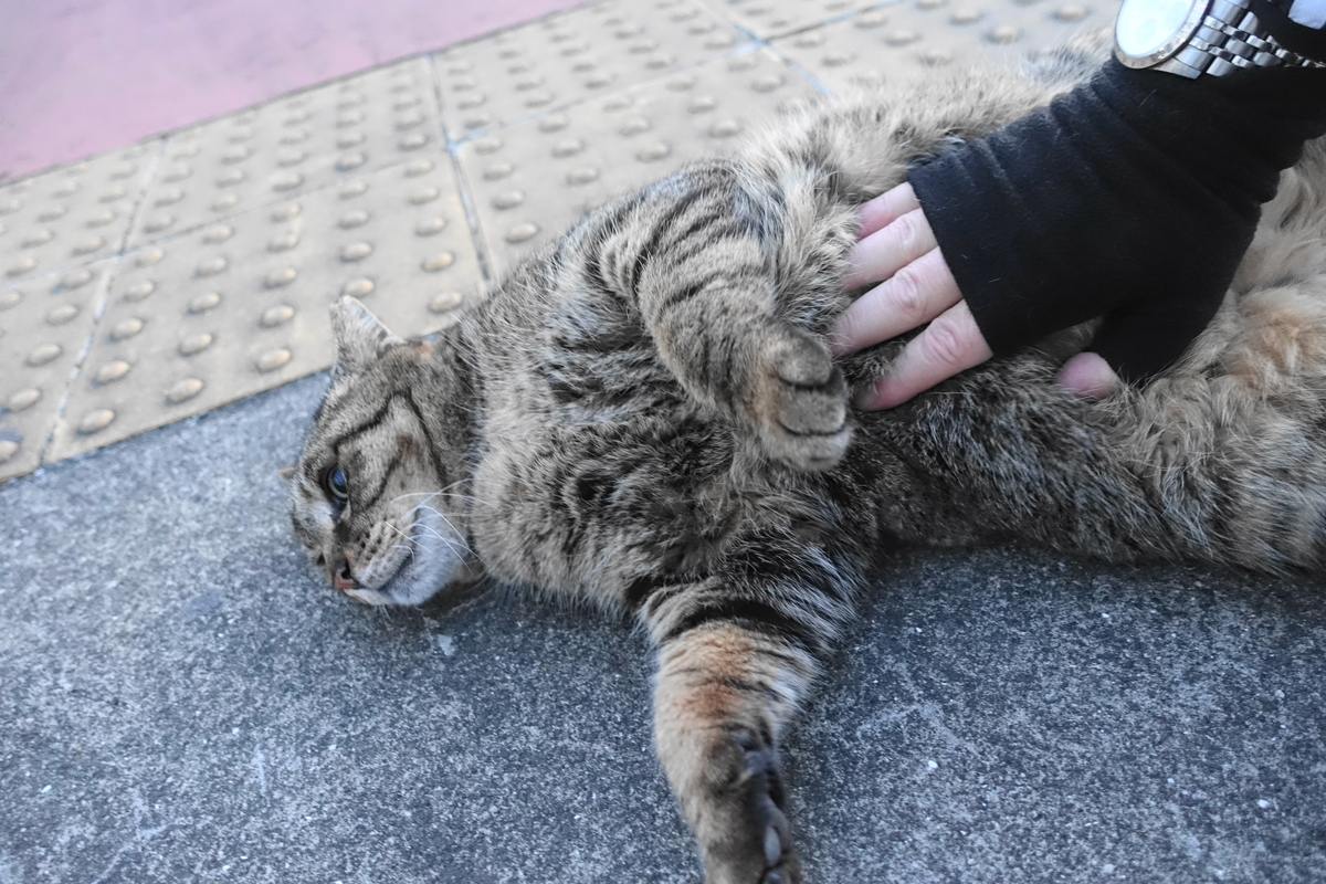 f:id:shigeo-t:20220311105442j:plain