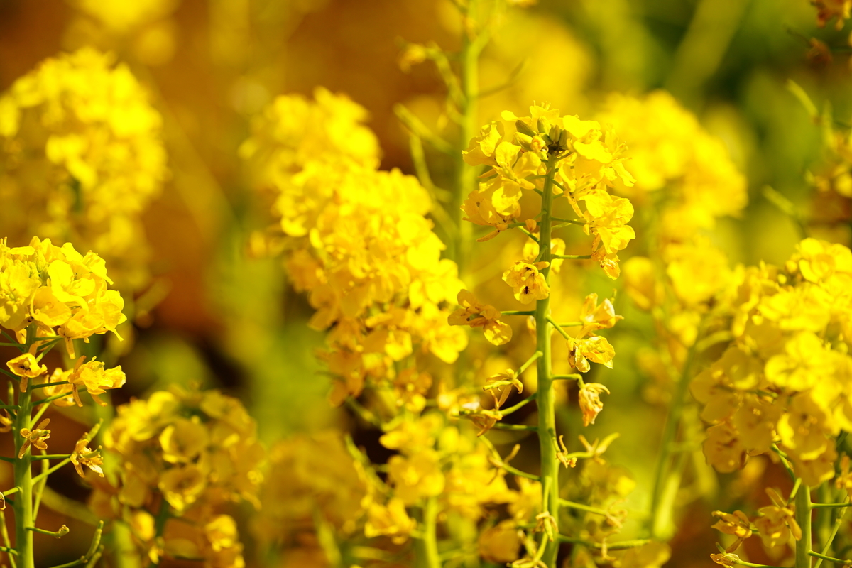 f:id:shigeo-t:20220312124535j:plain