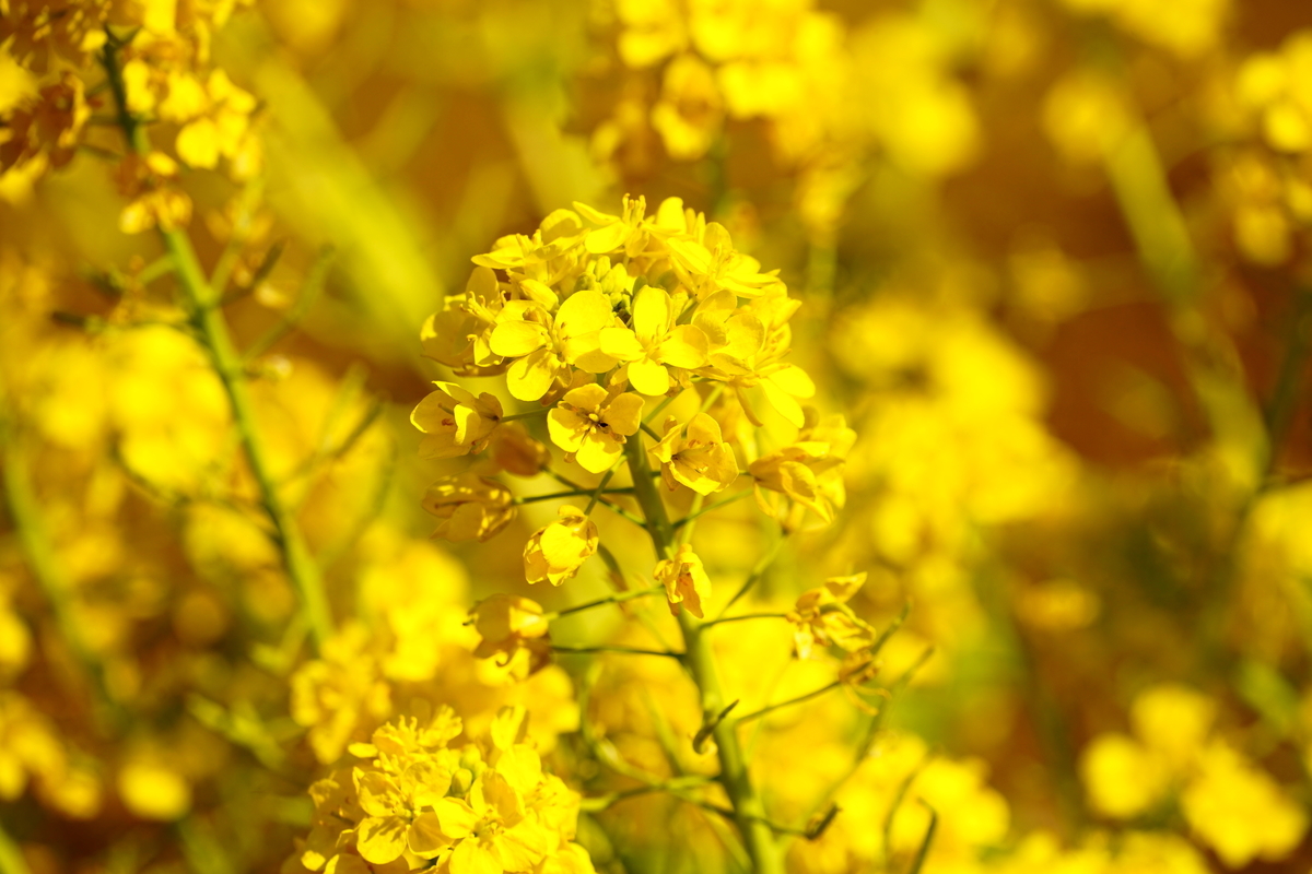 f:id:shigeo-t:20220312124548j:plain