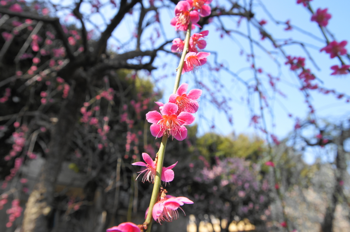 f:id:shigeo-t:20220312124656j:plain