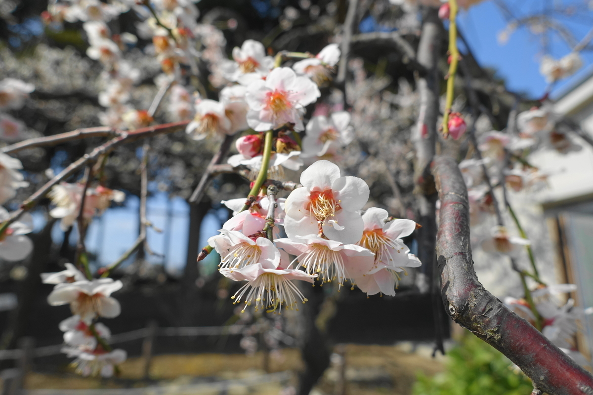 f:id:shigeo-t:20220312125008j:plain