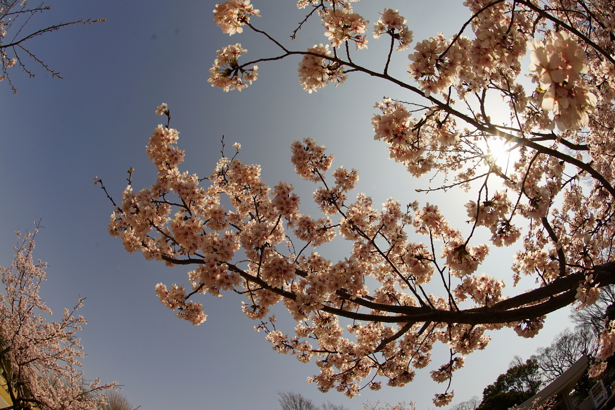 f:id:shigeo-t:20220312125417j:plain