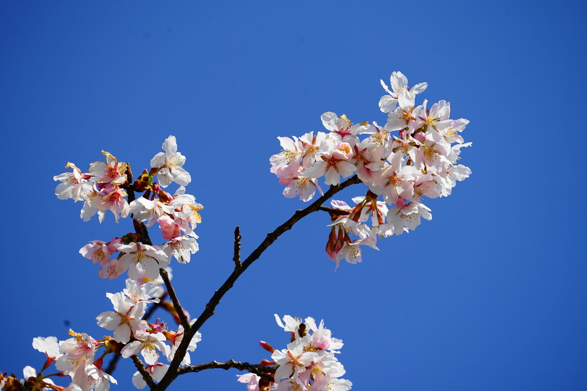 f:id:shigeo-t:20220312125515j:plain