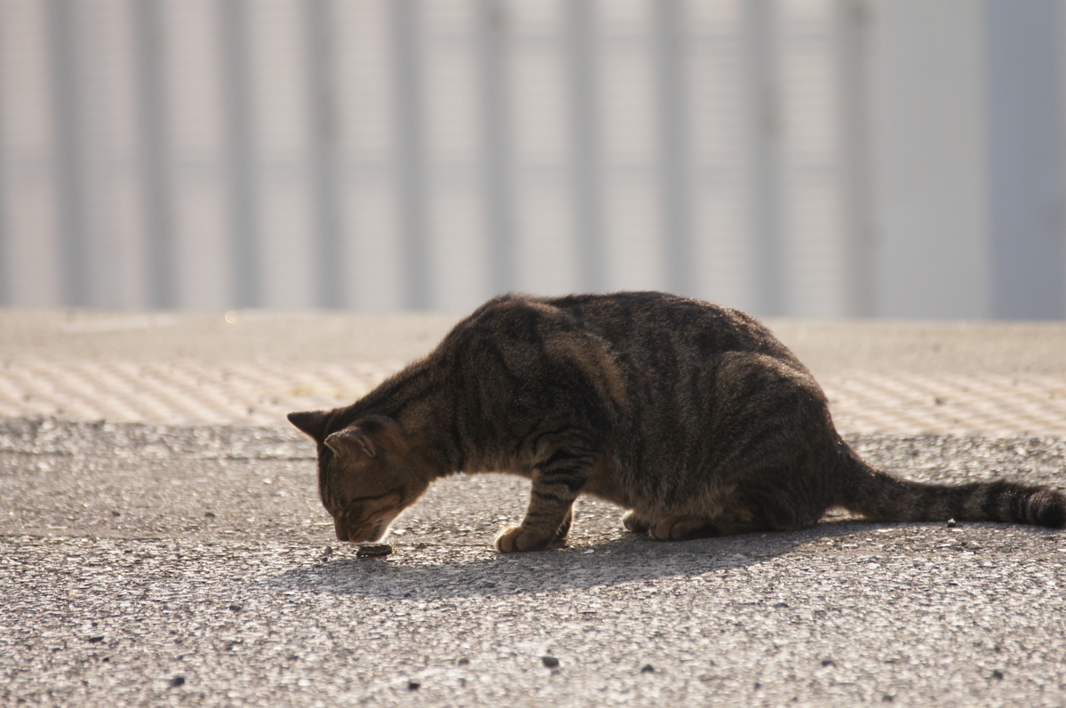 f:id:shigeo-t:20220326094838j:plain