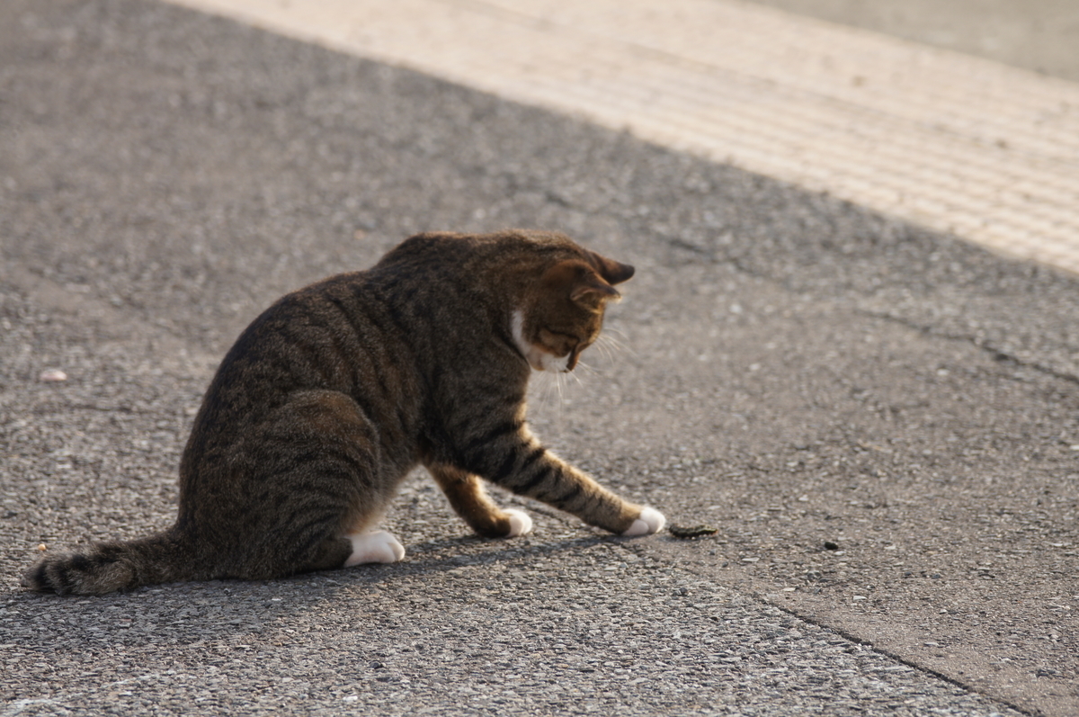 f:id:shigeo-t:20220326095018j:plain