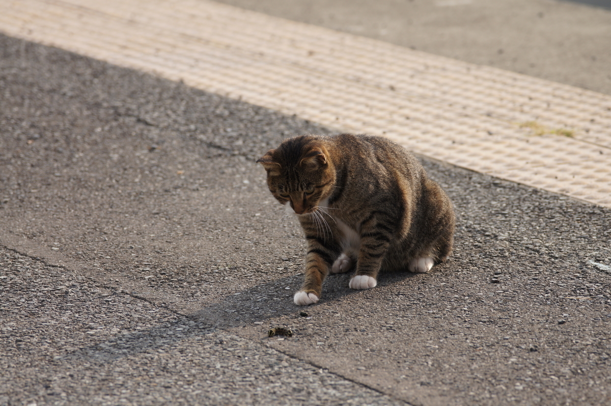 f:id:shigeo-t:20220326095100j:plain