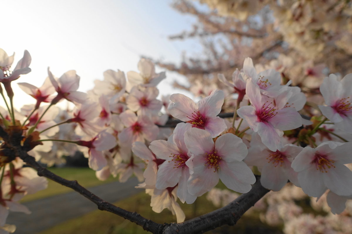f:id:shigeo-t:20220403101351j:plain