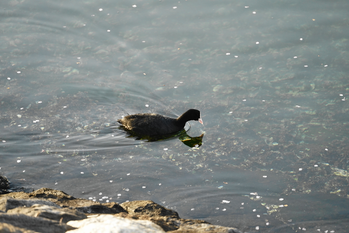 f:id:shigeo-t:20220418100426j:plain